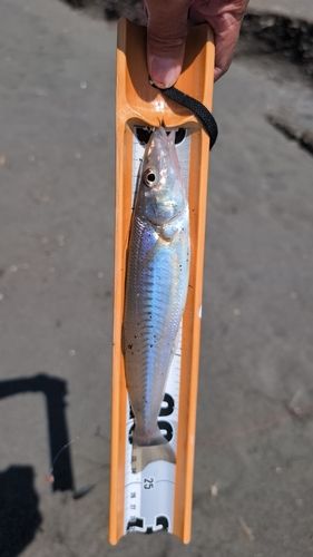 キスの釣果