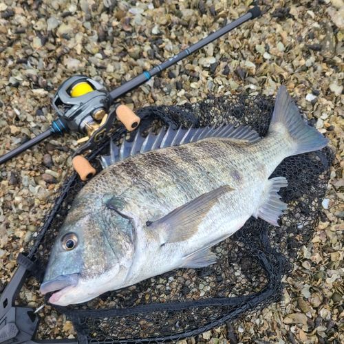 チヌの釣果