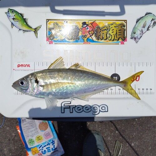 アジの釣果