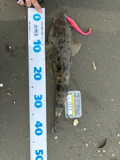 マゴチの釣果