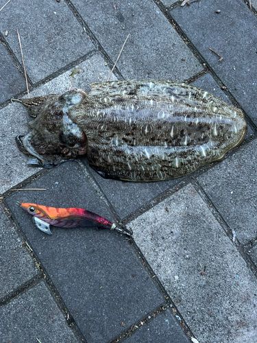 コウイカの釣果