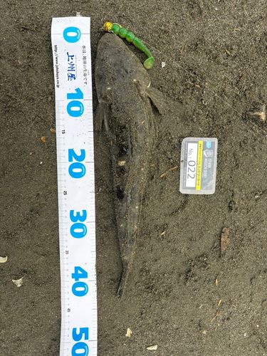 マゴチの釣果