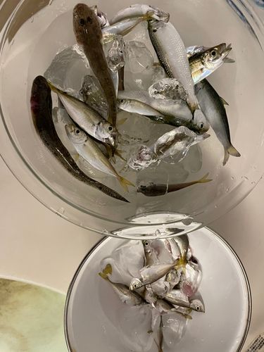 アジの釣果