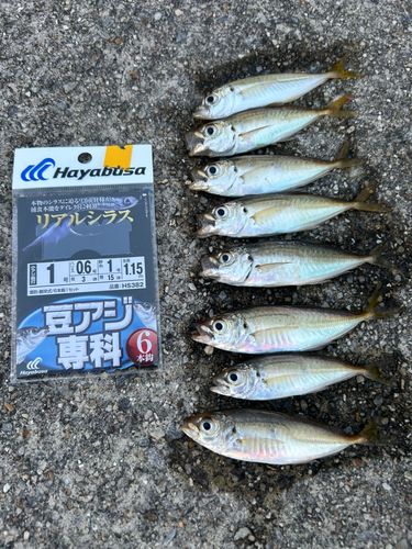 アジの釣果
