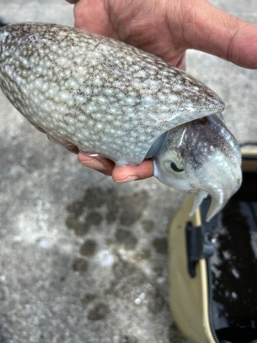 シリヤケイカの釣果