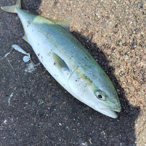 ツバスの釣果