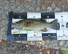 スモールマウスバスの釣果
