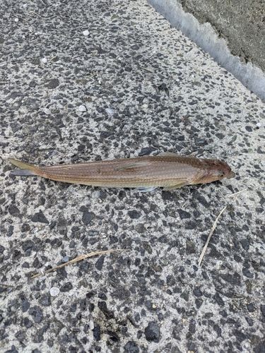 エソの釣果