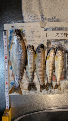アマゴの釣果