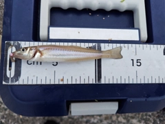 シロギスの釣果