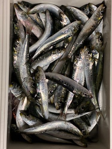 イワシの釣果