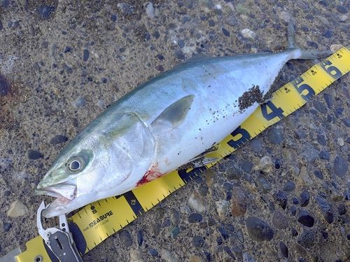 ワラサの釣果