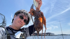 マダコの釣果