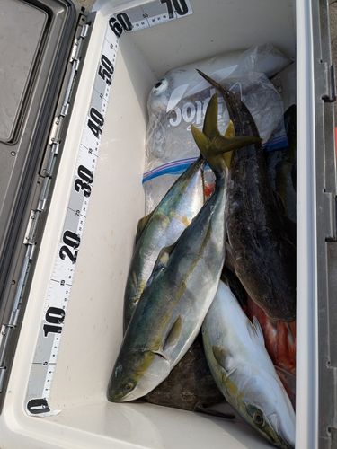 ツバスの釣果
