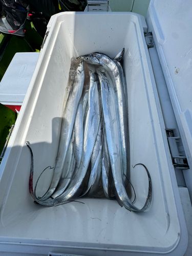 タチウオの釣果