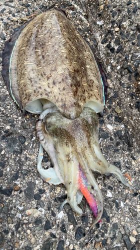 モンゴウイカの釣果