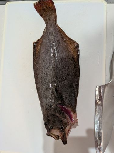 ヒラメの釣果