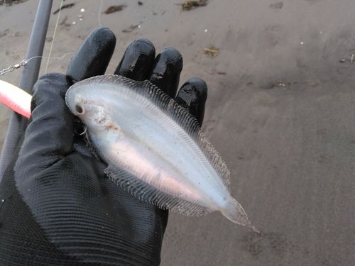 シタビラメの釣果