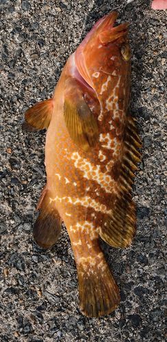 アコウの釣果
