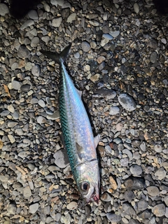 ゴマサバの釣果