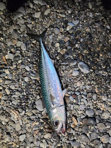 ゴマサバの釣果