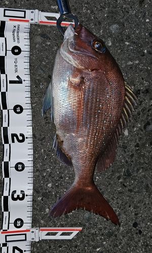 マダイの釣果