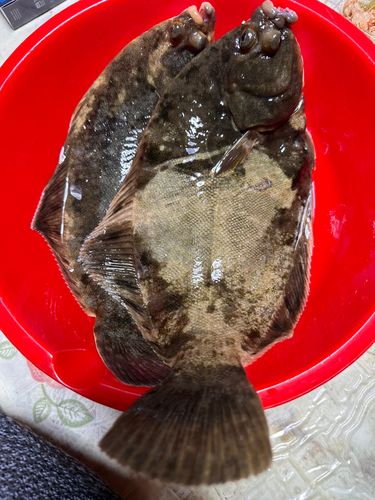 カレイの釣果