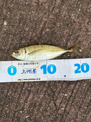 マアジの釣果