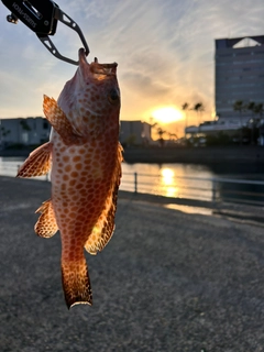 オオモンハタの釣果