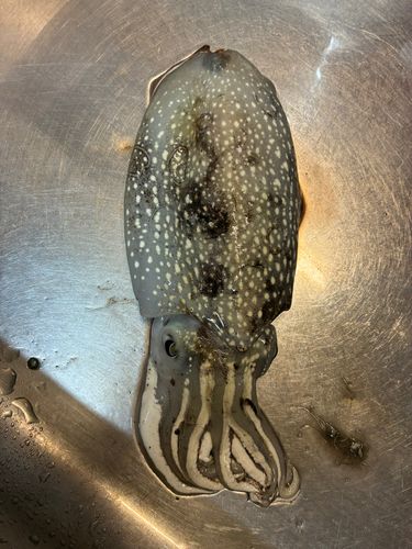 シリヤケイカの釣果