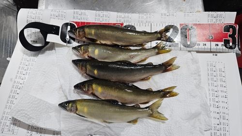 アユの釣果