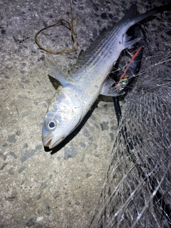 ボラの釣果