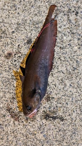 ドンコの釣果