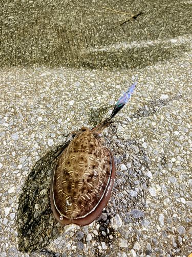 モンゴウイカの釣果