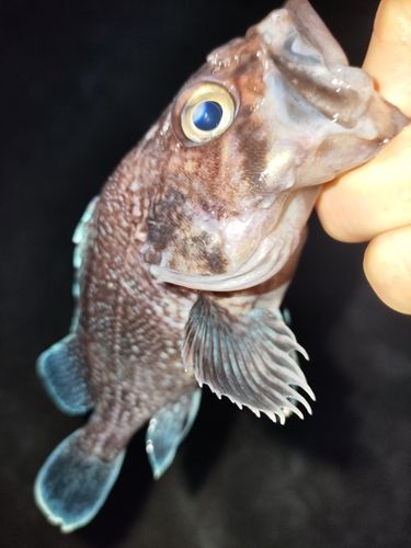 マゾイの釣果