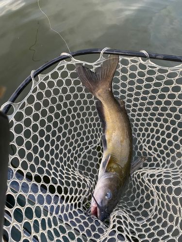 アメリカンキャットフィッシュの釣果