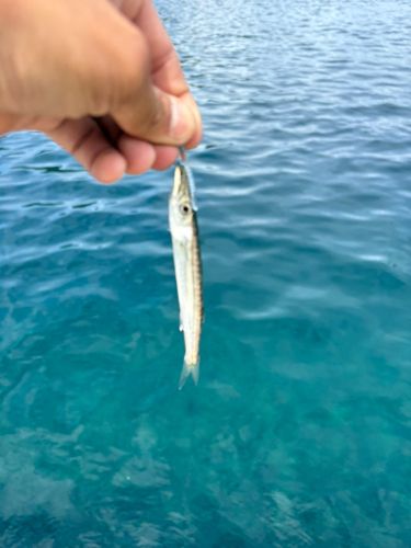 カマスの釣果