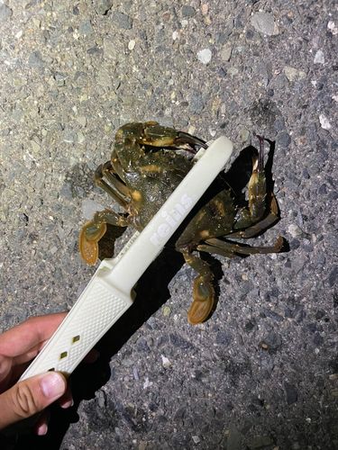 イシガニの釣果
