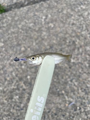 セイゴ（ヒラスズキ）の釣果