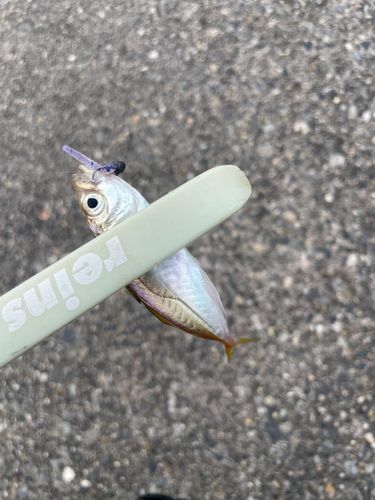 マアジの釣果
