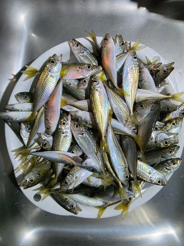 アジの釣果