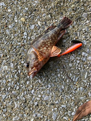 アラカブの釣果