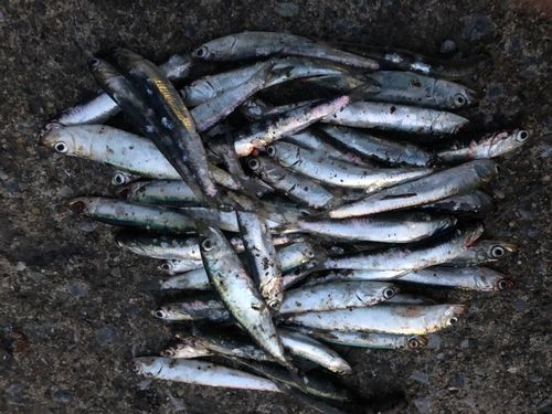 マイワシの釣果