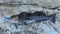 アイナメの釣果