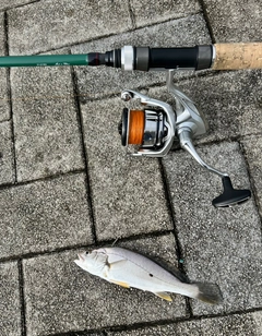 オオニベの釣果