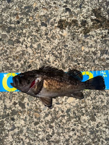 クロソイの釣果