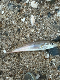 シロギスの釣果