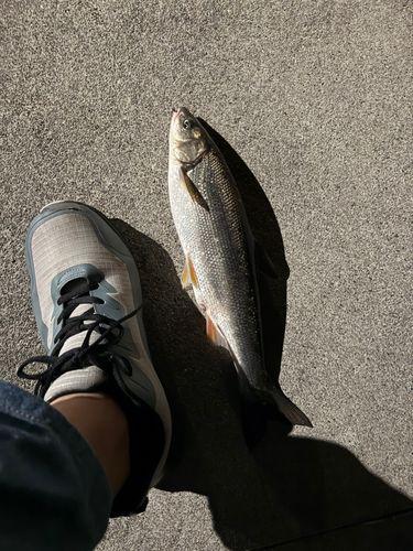 ウグイの釣果