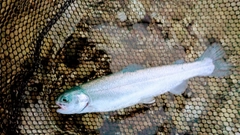 レインボートラウトの釣果