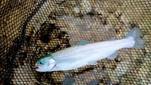 レインボートラウトの釣果